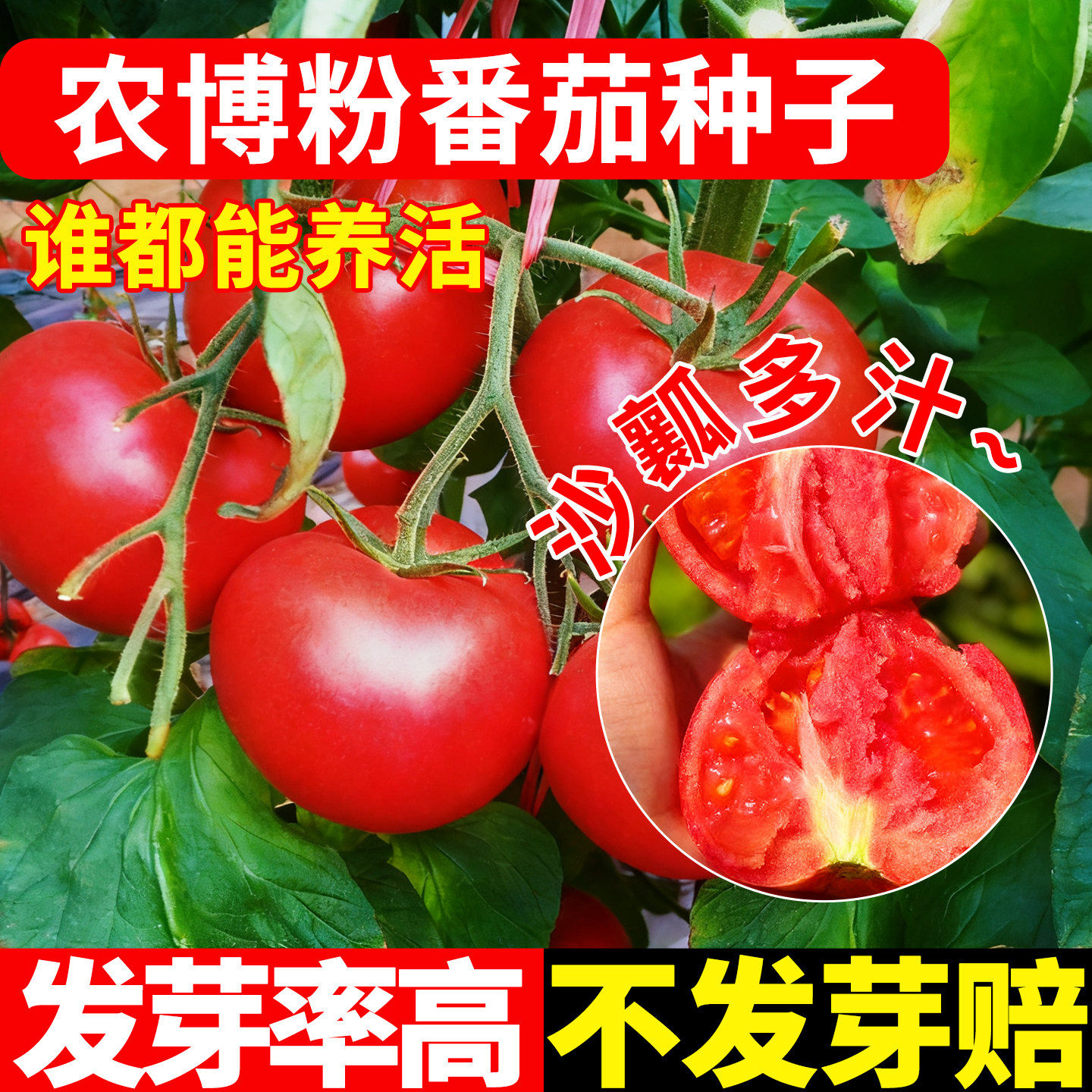 农博粉西红柿种子四季番茄种籽老品种大红果沙瓤西红柿高产蔬菜苗