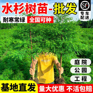 水杉树苗批发耐寒庭院行道大树苗盆栽南北方种植工程绿化四季常青