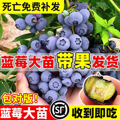 蓝莓树果苗盆栽L25特大号