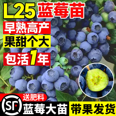l25蓝莓树果苗特大号盆栽