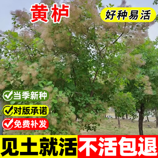 黄栌种子四季种植易活多年生花烟树彩叶树种籽庭院景观绿化观赏苗