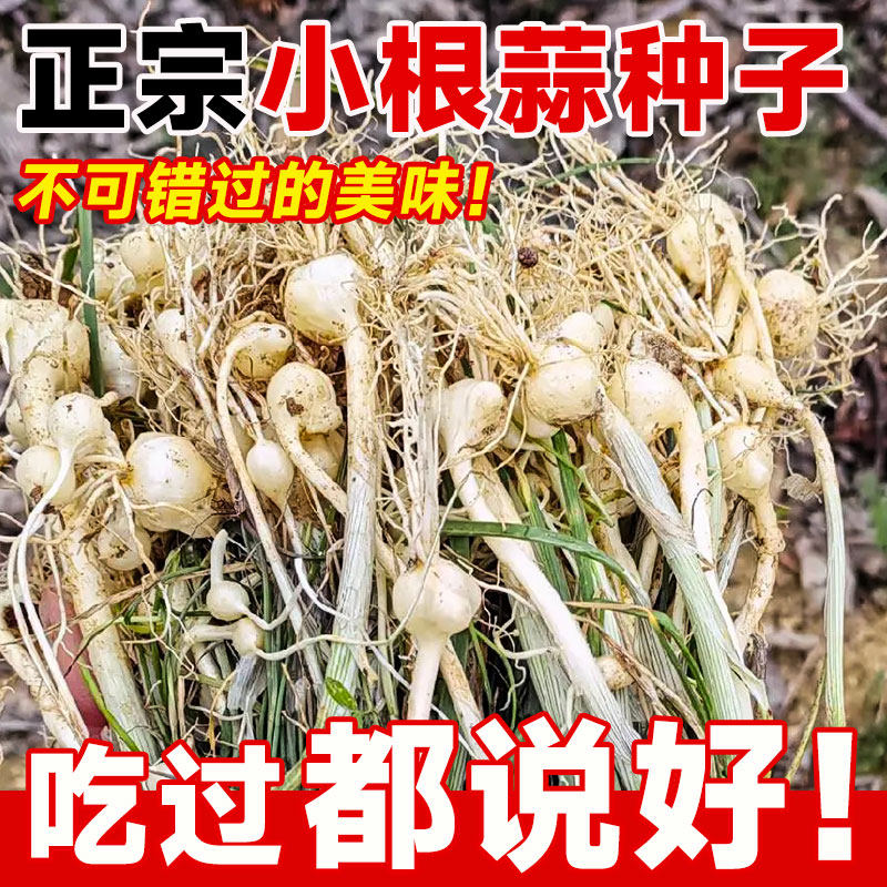 小根蒜种籽野葱野生薤白蔬菜种子四季播耐热高产易活阳台庭院盆栽
