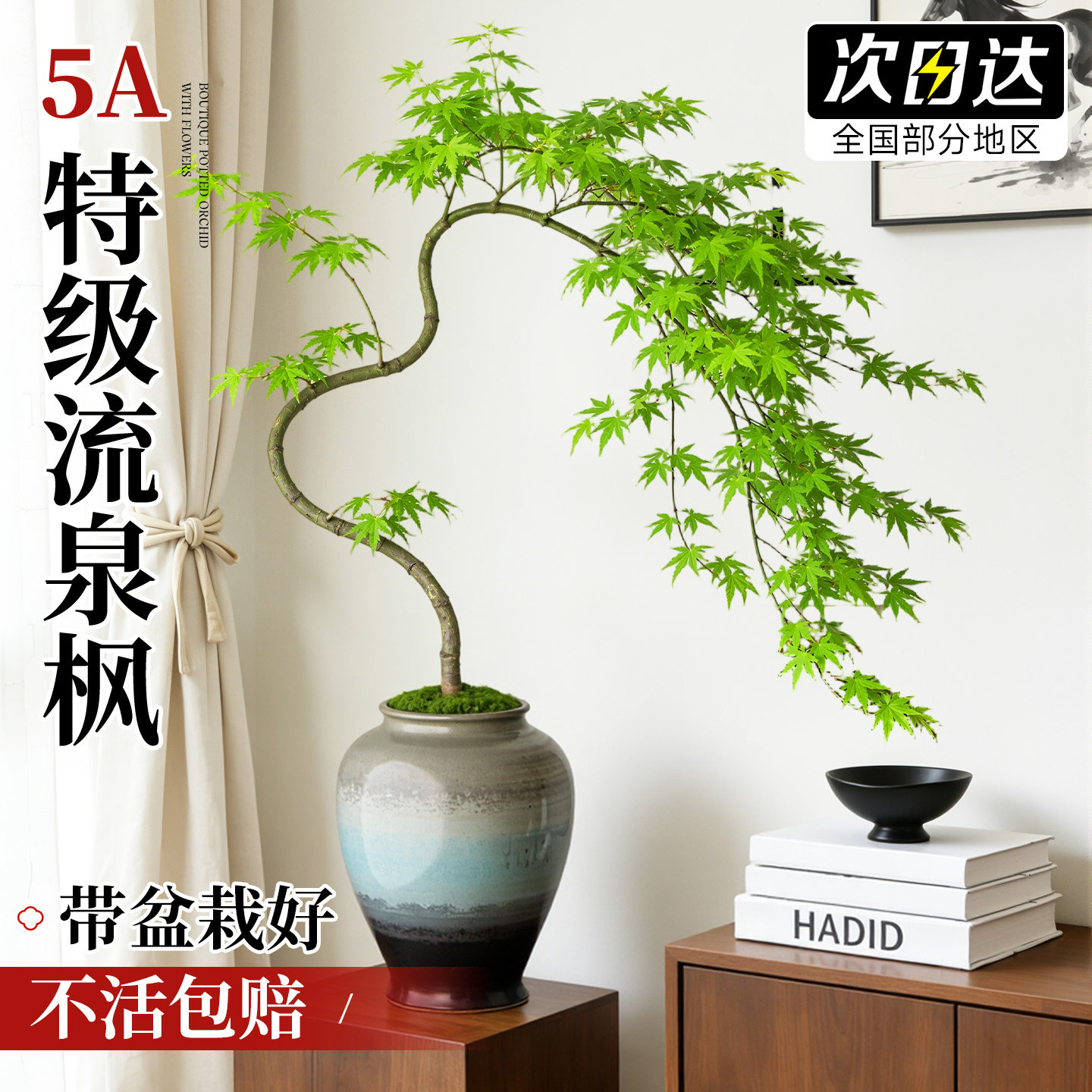 造型流泉枫老桩盆景室内好养
