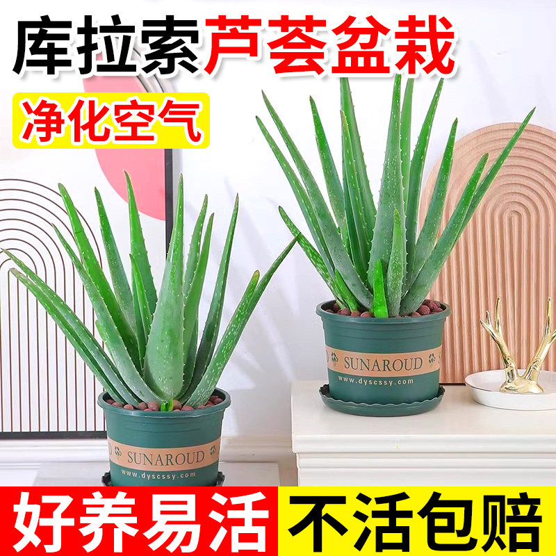 芦荟盆栽大盆库拉索可食用卢荟多肉禄植物美容室内绿植好养活四季