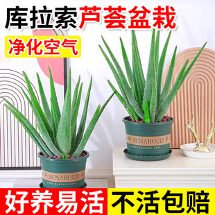 芦荟盆栽大盆库拉索可食用卢荟多肉禄植物美容室内绿植好养活四季