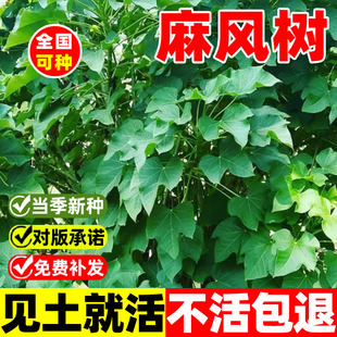 麻风树种子麻疯树种籽子小桐子臭油桐树种子能源树柴油树林木种子