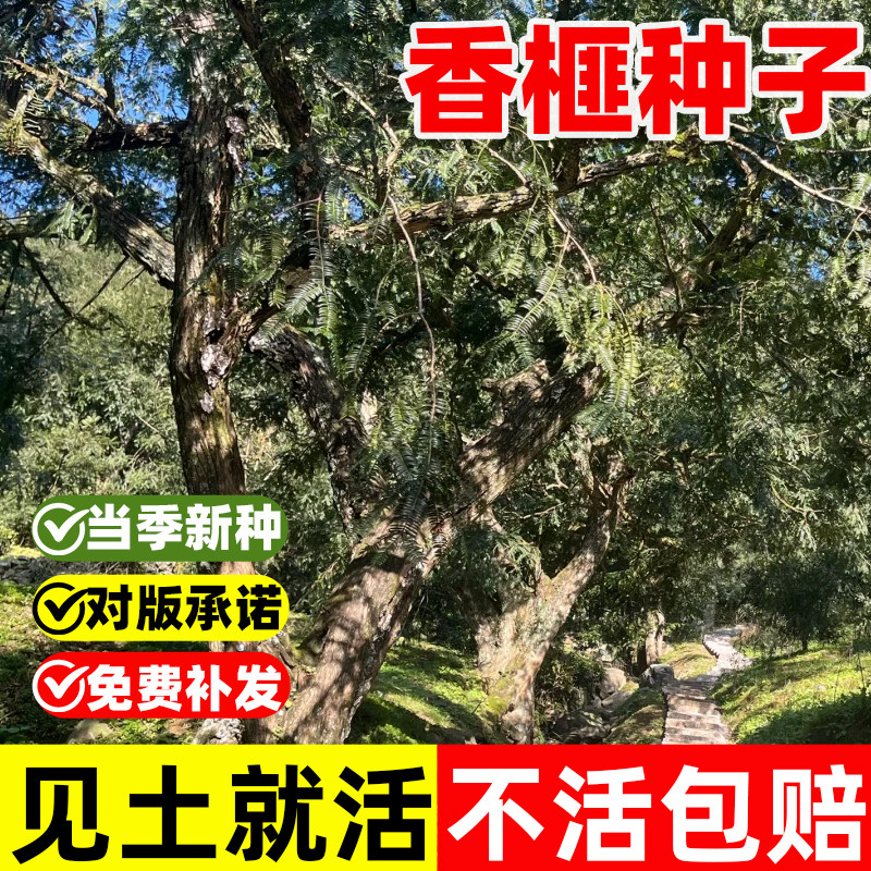 香榧种子果香榧种籽四季种植易成活庭院景观绿化园林观赏植物树苗