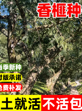 香榧种子果香榧种籽四季种植易成活庭院景观绿化园林观赏植物树苗