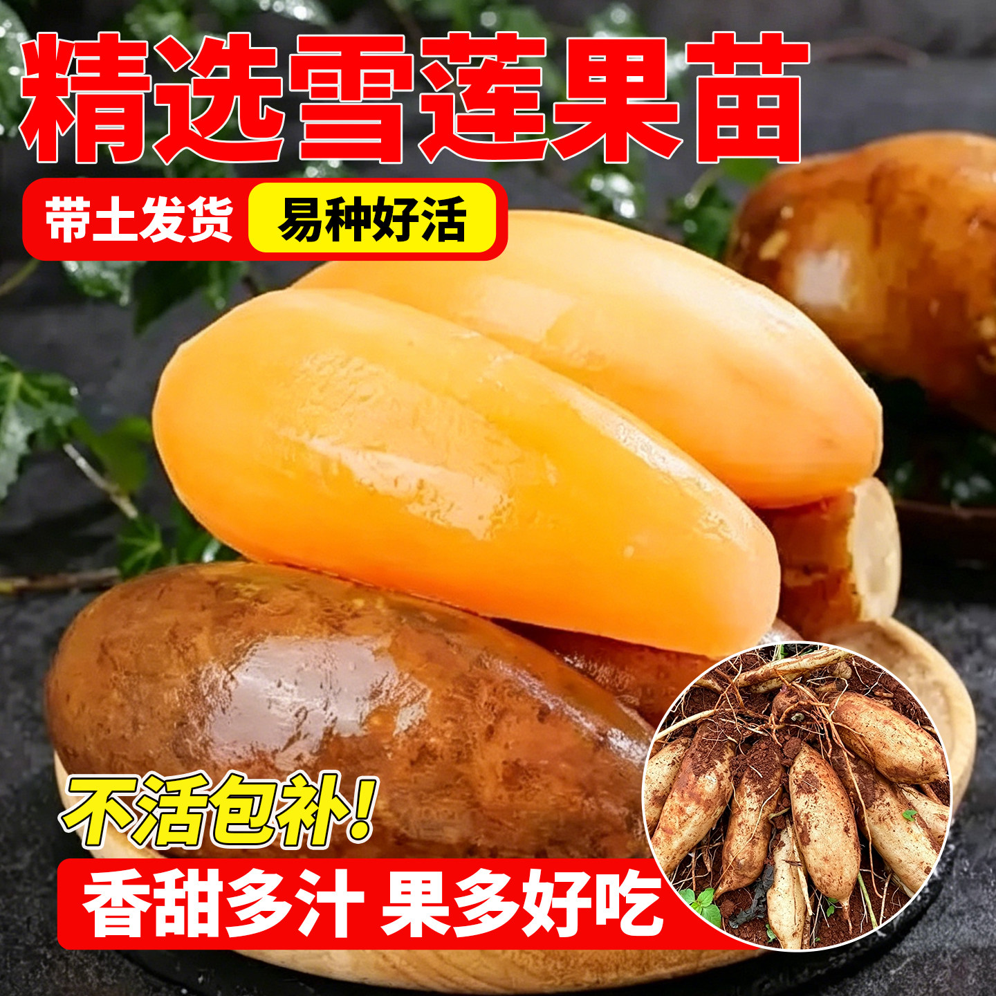 正宗雪莲果秧苗现挖带土多芽种苗南北方四季种植早熟抗病高产大苗