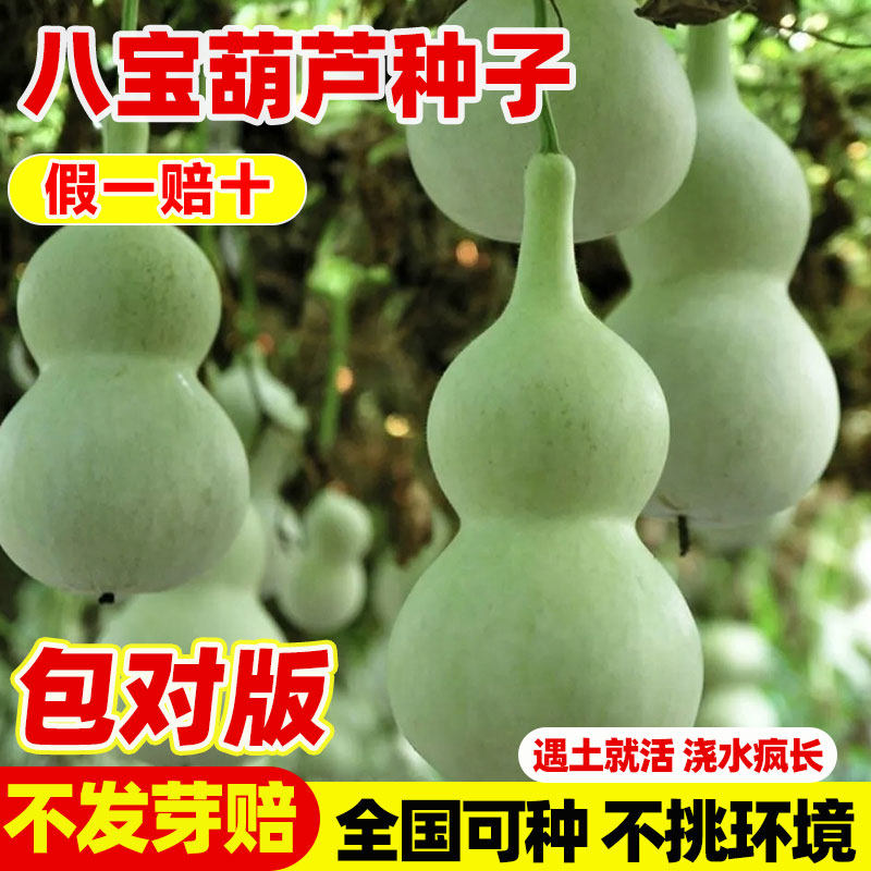 八宝葫芦种子文玩葫芦籽种春秋四季阳台特大巨型葫芦种栽盆蔬菜孑