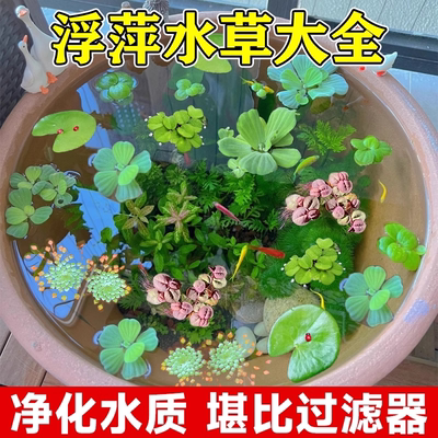 浮萍鱼缸增氧水草适合养在鱼缸里