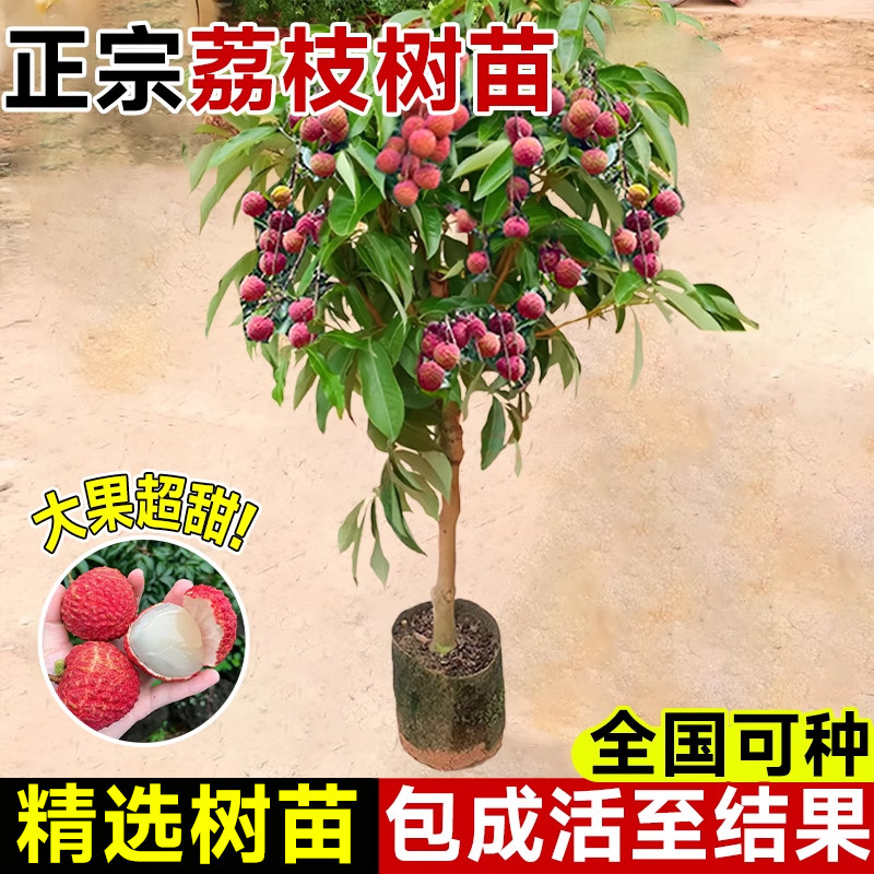 正宗无核荔枝树苖妃子笑桂味嫁接