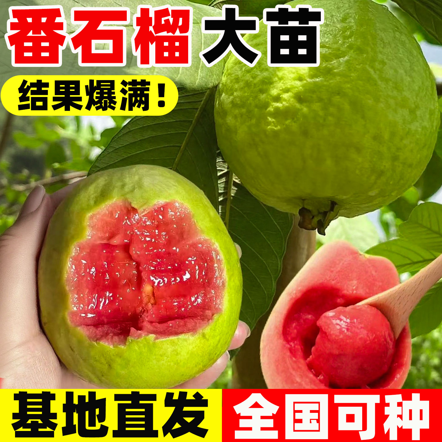 番石榴树苗芭乐红心果树果苗南北方种植庭院盆栽地栽嫁接四季果树