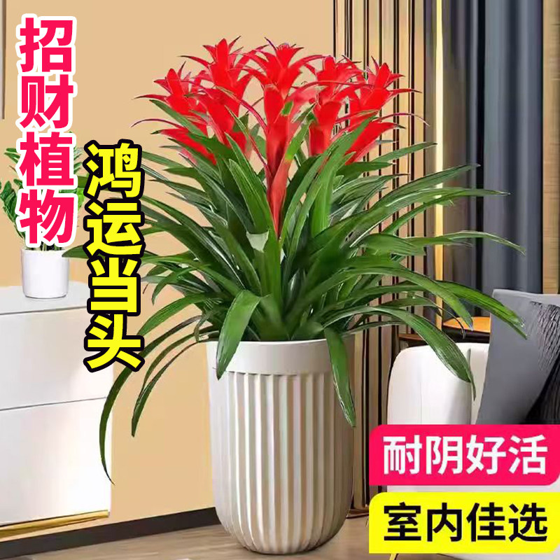 鸿运当头盆栽带花凤梨平头红室内