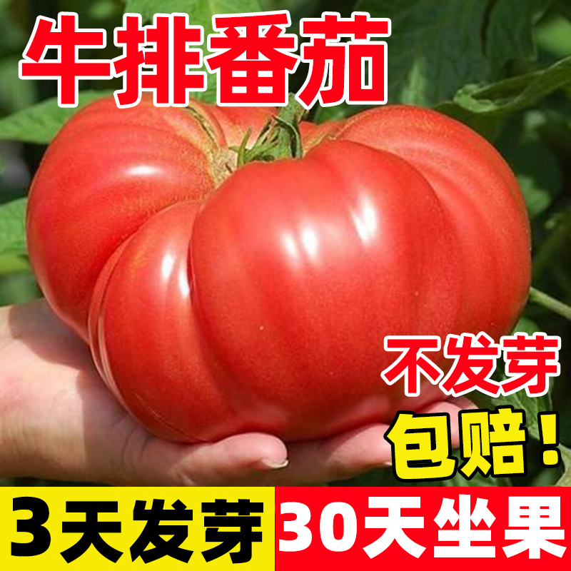 牛排番茄种子沙瓤大西红柿苗蔬菜