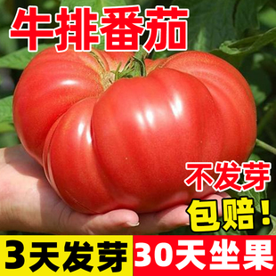 牛排番茄种子沙瓤大西红柿苗蔬菜籽农家菜园盆栽阳台马蹄蕃茄秧苗