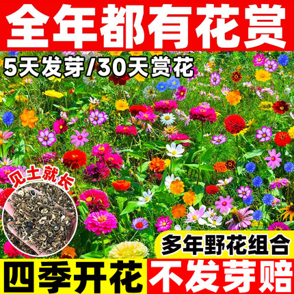 耐寒多年生野花组合四季开花波斯菊格桑花种子工程花海百日草花籽