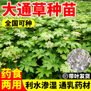大通草种苗四季种植易成活四川基地现挖直发青皮高杆大叶通花大苗