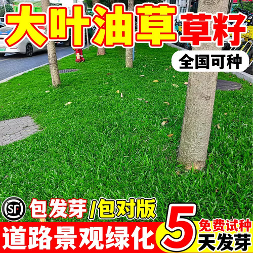 大叶油草种籽四季常青植物公园