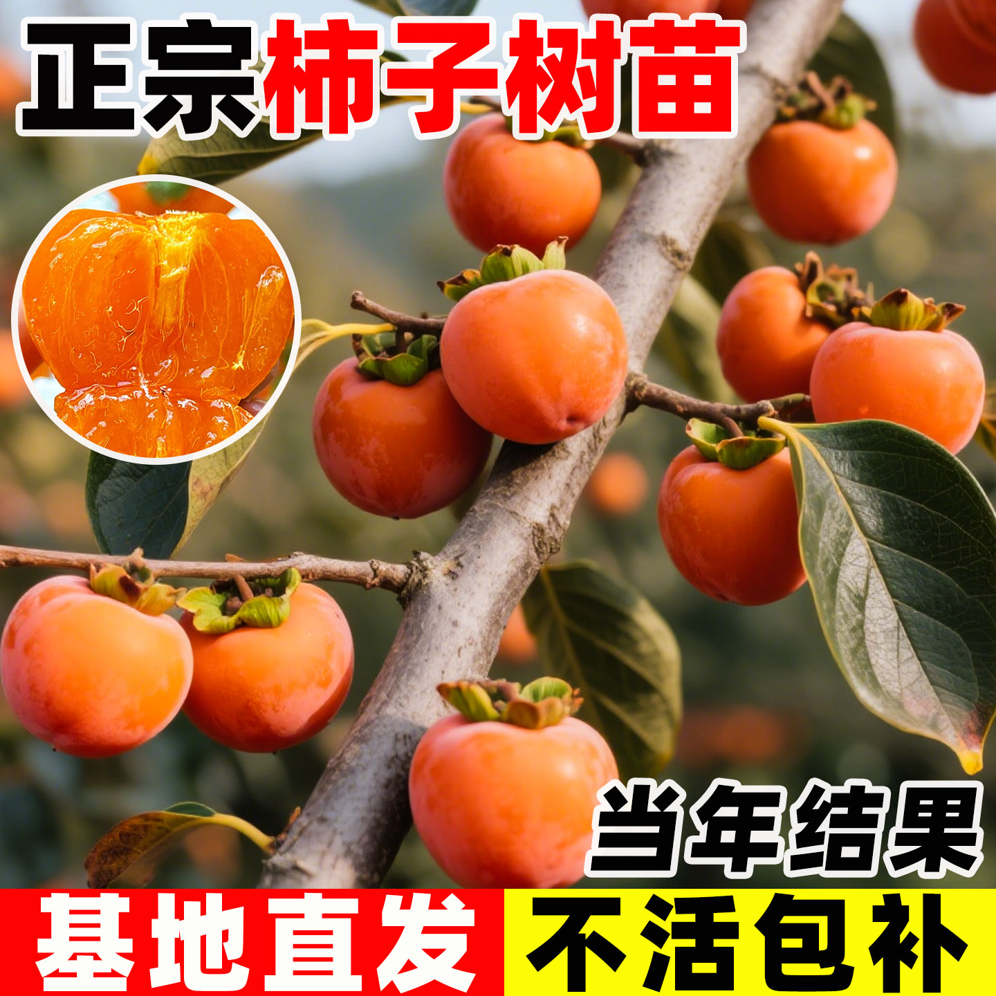 柿子苗树大苗庭院阳台盆栽脆甜无