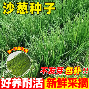 内蒙古野生沙葱种子盆栽阳台蔬菜种籽胡葱耐寒旱四季青葱香葱种孑