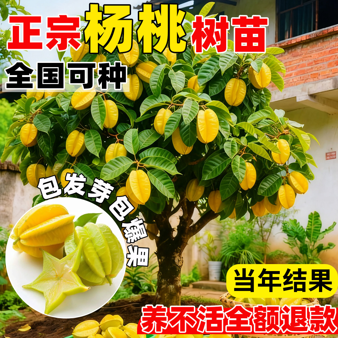 杨桃树苗纯甜嫁接特大果树苗台湾图片
