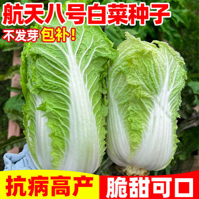 航天八号白菜种子早熟高产黄心