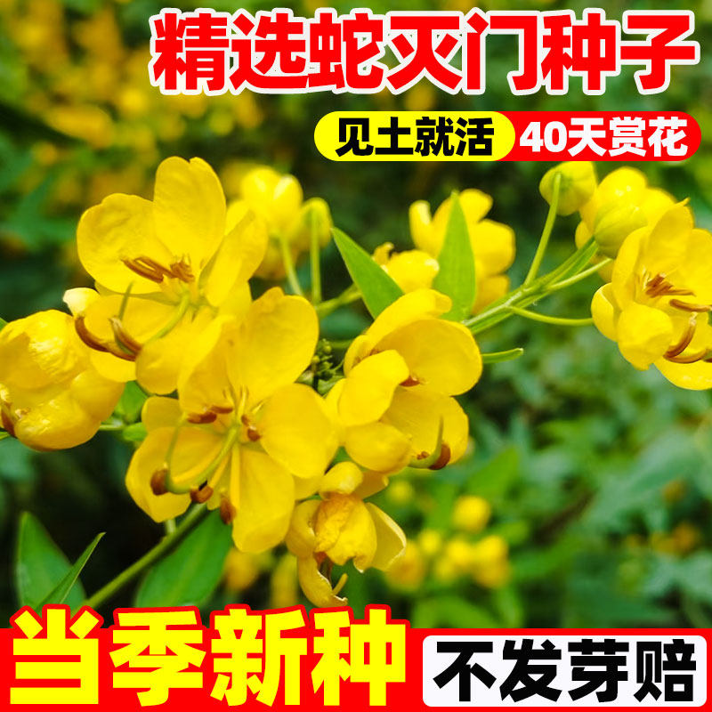 蛇灭门种子孑庭院阳台盆栽四季花卉望江南野决明籽驱蛇虫草花种籽