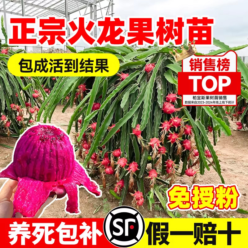 红心火龙果嫁接果苗盆栽南北方四