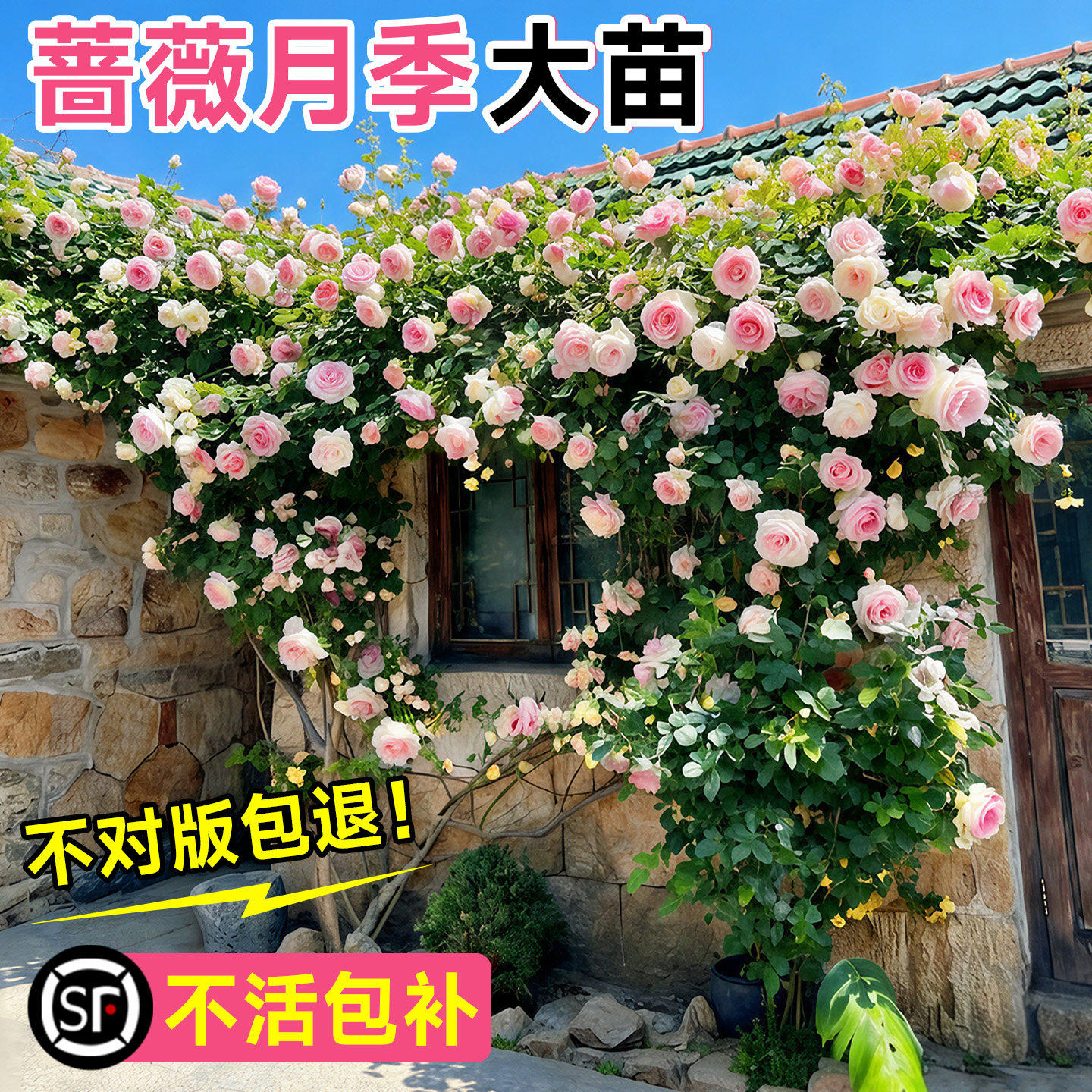 蔷薇花苗藤本月季花树大苗庭院爬藤植物阳台花卉爬墙玫瑰耐寒盆栽,鲜花速递/花卉仿真/绿植园艺,月季/蔷薇/玫瑰,淘宝优惠券,粉丝福利购,淘宝优惠卷