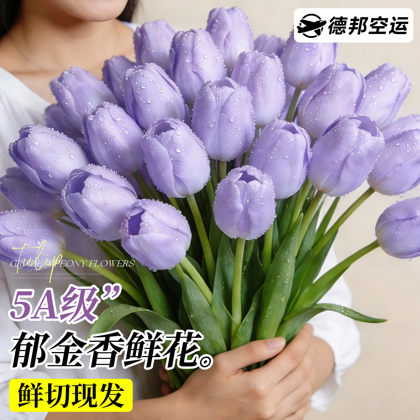 郁金香鲜花鲜切真花带花苞花卉云
