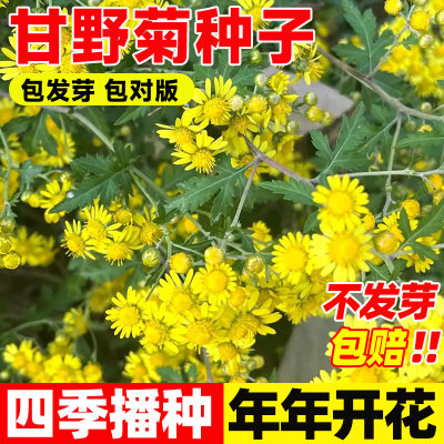 甘野菊花种籽子四季播黄特