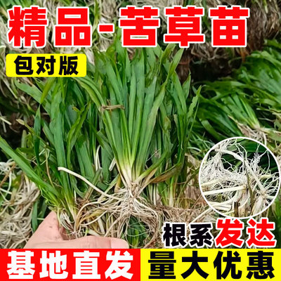 水生植物苦草苗四季鱼缸真水草净