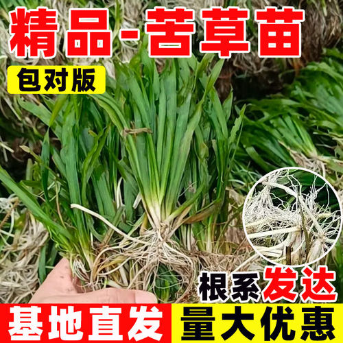 水生植物苦草苗四季鱼缸真水草净