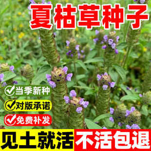 夏枯草种子麦穗花草夏谷草夏古草夏菇草夏谷球一年生花草植物种籽