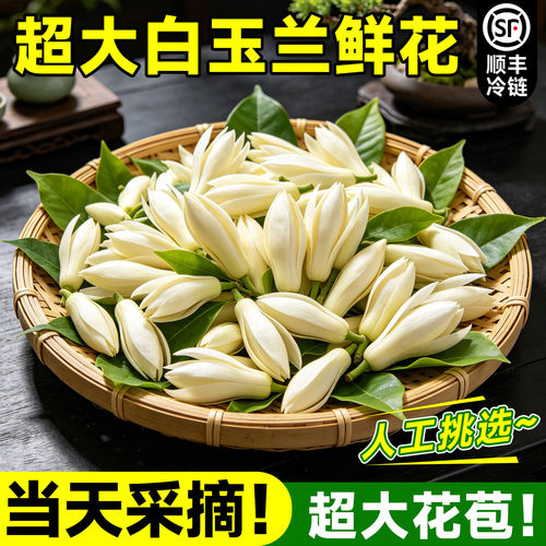 白兰花朵新鲜白玉兰鲜花黄桷兰可