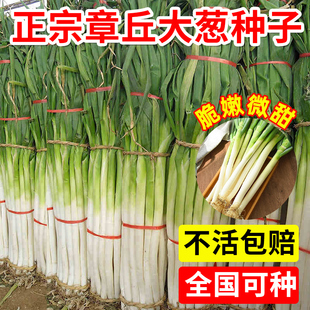 章丘大葱种子四季山东高产铁杆大葱种子葱苗蔬菜种籽香葱耐寒秋播