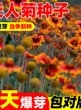 天人菊花卉种子金光菊宿根勋章菊紫色松果菊多年生含耐寒花卉品种