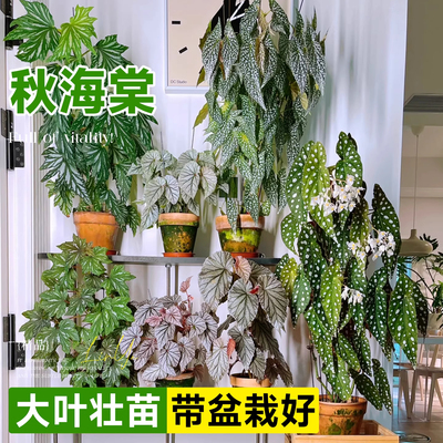 秋海棠盆栽竹节乌头杂鳟鱼福寿室