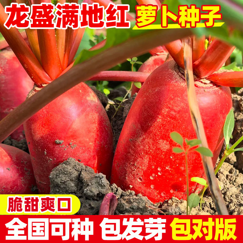 满身红萝卜种子红皮水萝卜种籽徐州大红袍罗卜不糠心四季早熟高产