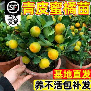 青早熟嫁接蜜桔树苗桔苗青皮南新品种苗一号无核日柑橘蜜桔苗子