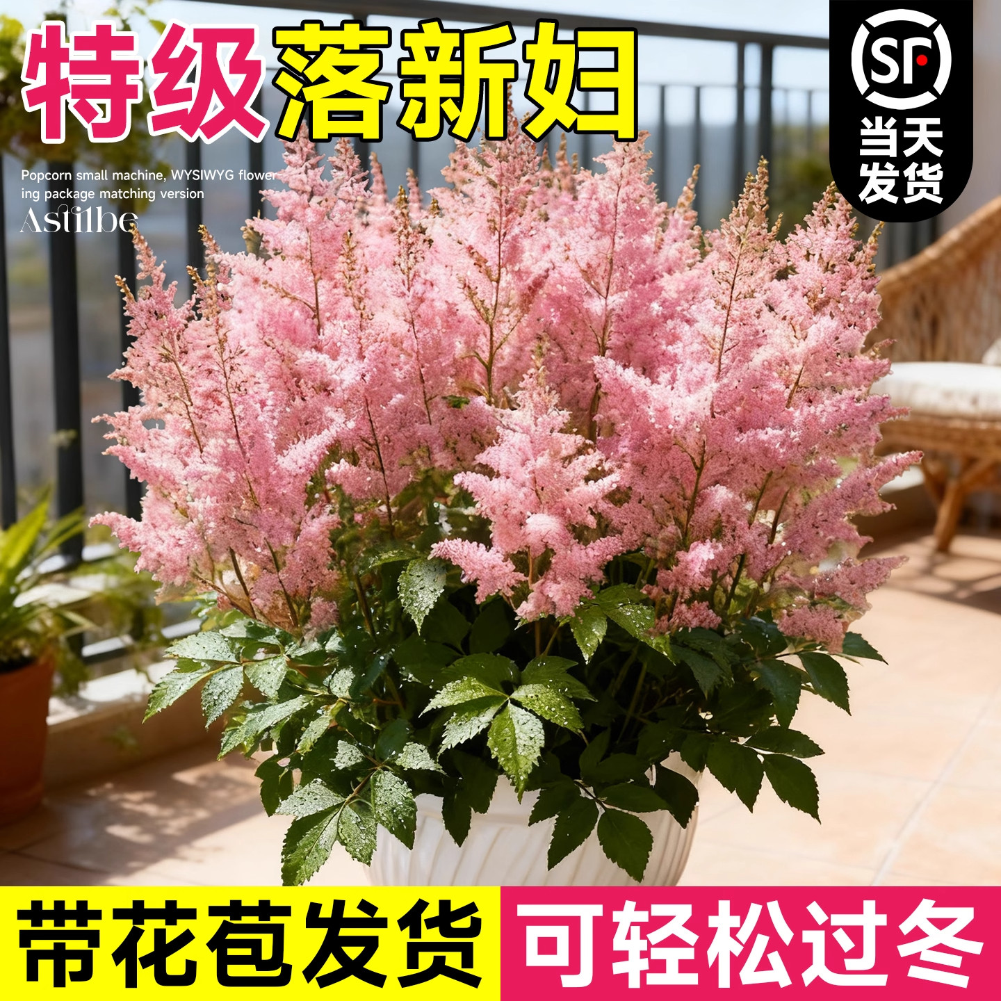 落新妇花苗盆栽带花苞耐寒耐冻