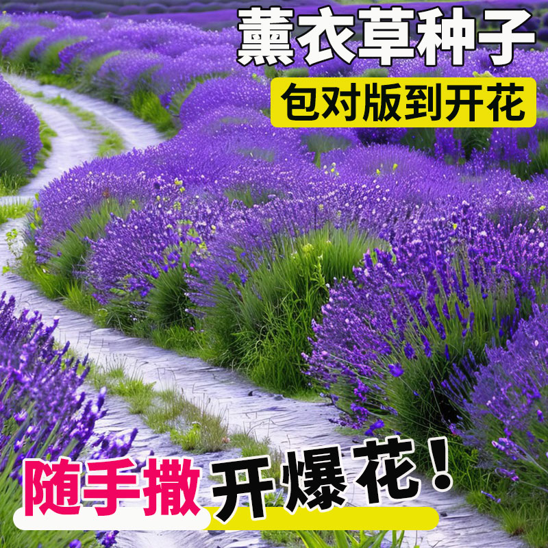 普罗旺斯薰衣草种子四季种易活庭院阳台盆栽室内花籽蚊虫香草种孑