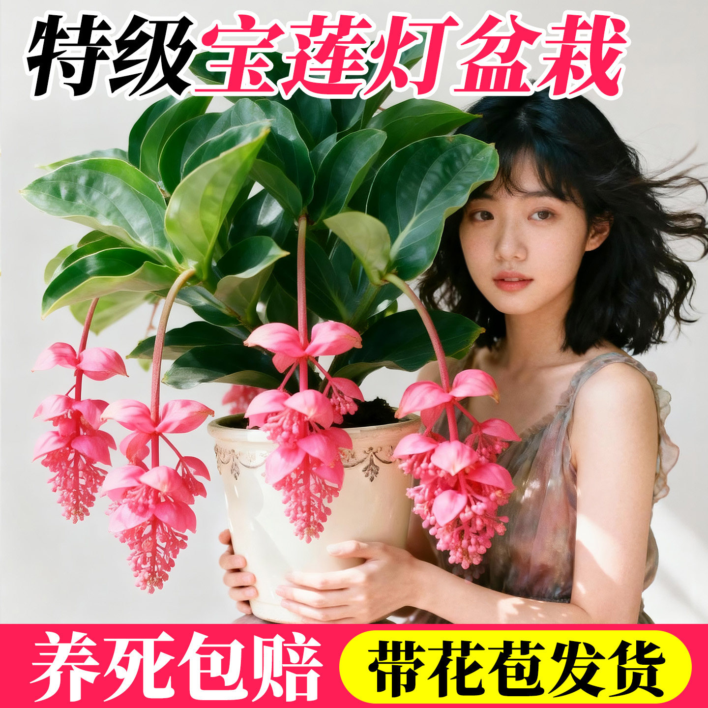 宝莲灯带花苞花盆栽年宵室内花卉