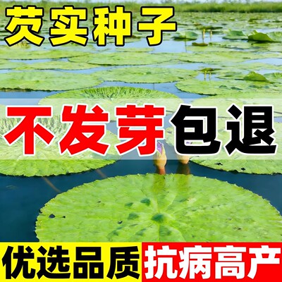 芡实种子鸡头米种籽刺莲鸡头杆果