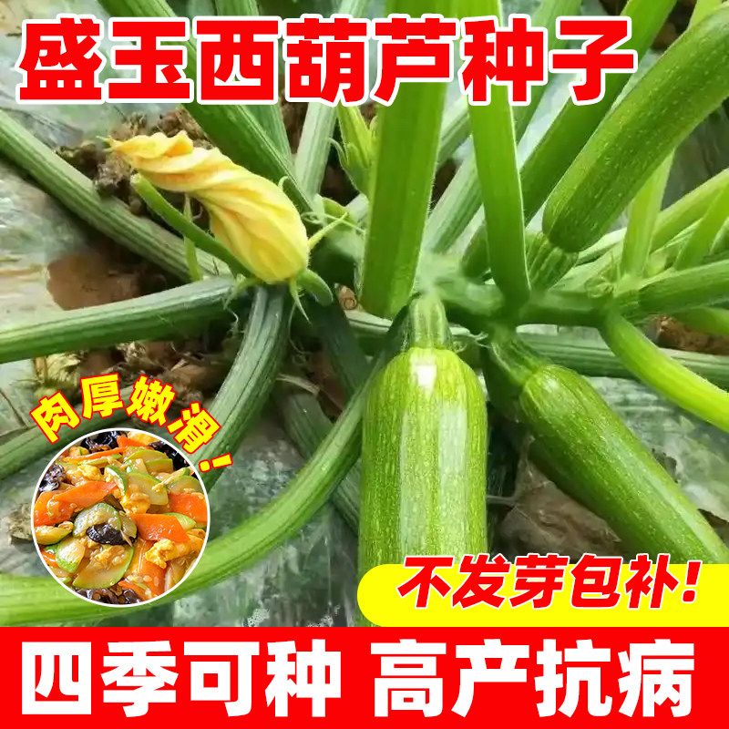 盛玉西葫芦种籽四季早熟高产抗病耐寒耐热葫芦瓜种子菜园大田易活
