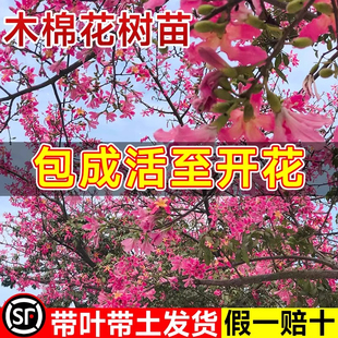 木棉花树苗红花美丽木棉庭院盆栽地栽四季风景树植物大腹老桩苗木
