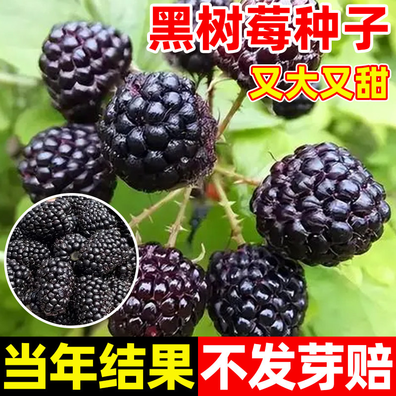 黑树莓种子野草莓覆盆子种子全国四季种植野生果蓬泡托根树莓种籽
