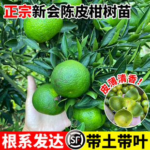正宗新会陈皮柑树苗南北方种植砂糖橘子树果苗黄岩桔子当年结果苗