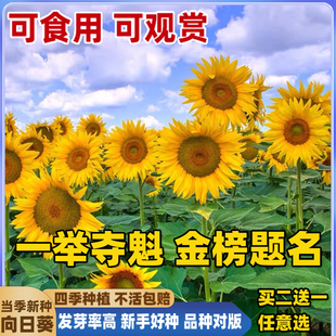 一举夺魁高杆向日葵种孑子盆栽室外庭院易活观赏切花食用葵花种籽